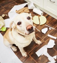 Hund der sidder omkring ødelagte tallerkener, toiletpapir og affald.