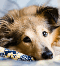 Hund der ligger ned.