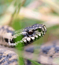 En hug orm der ligger i græsset.