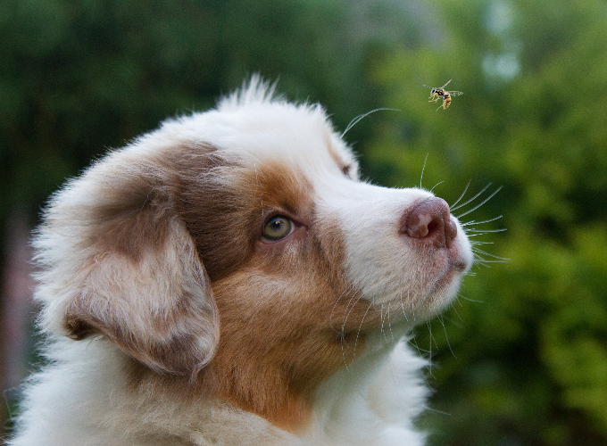 Er din hund blevet stukket af en bi eller hveps?