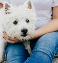 Dame sidder på jorden med en lille hvid hund i skødet.