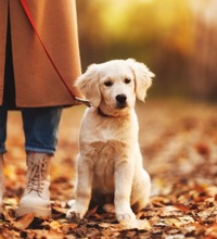 Hvalp der sidder i snor, ved siden af en kvinde, i en skov med efterårsblade.