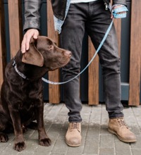 Hund der sidder i snor, og bliver klappet på hovedet af en mand.