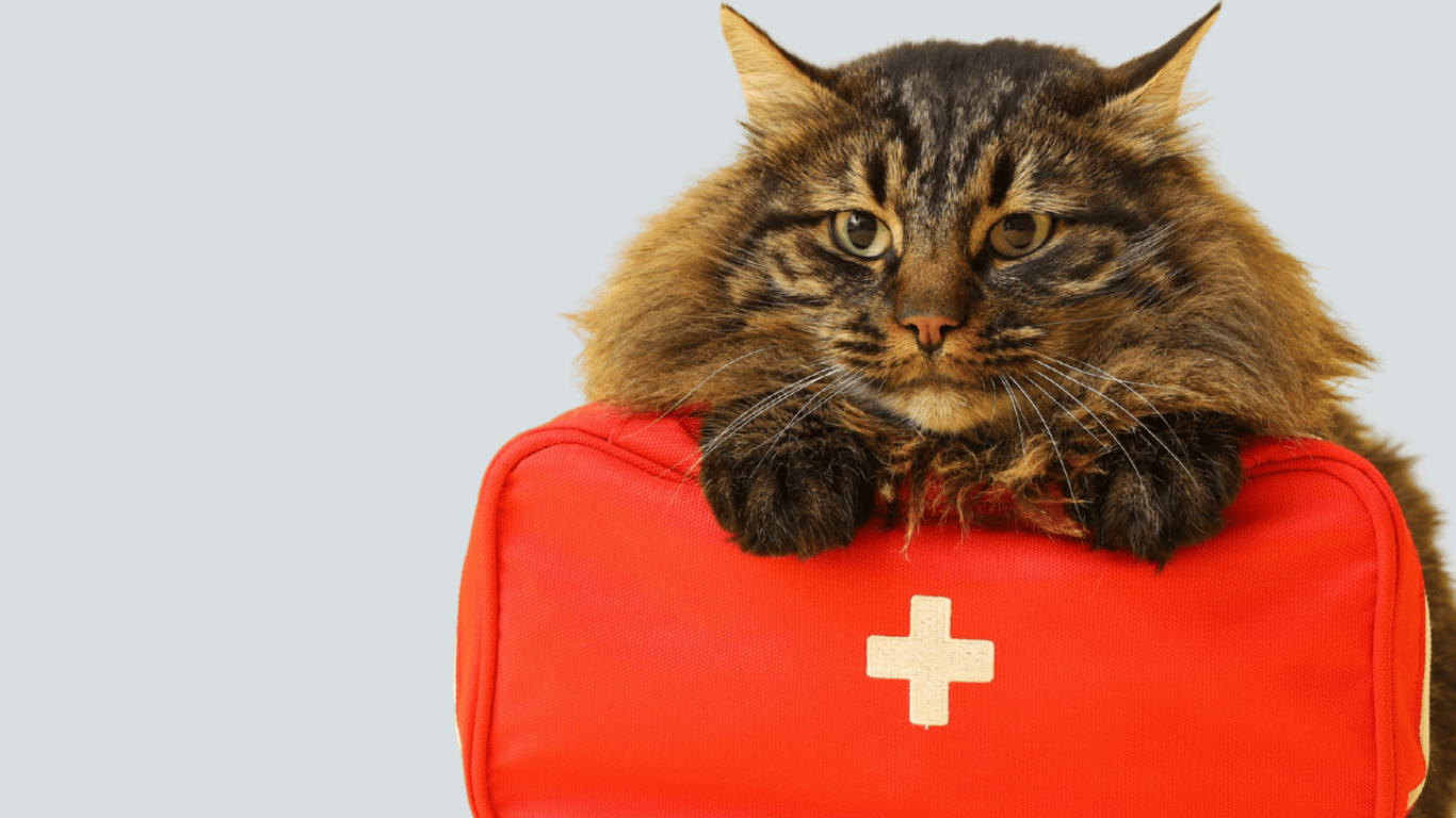 Førstehjælp til kat – sådan hjælper du katten i en nødsituation