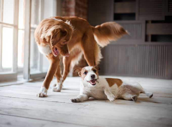 Guide: Sådan lærer du din nye og gamle hund at omgås hinanden