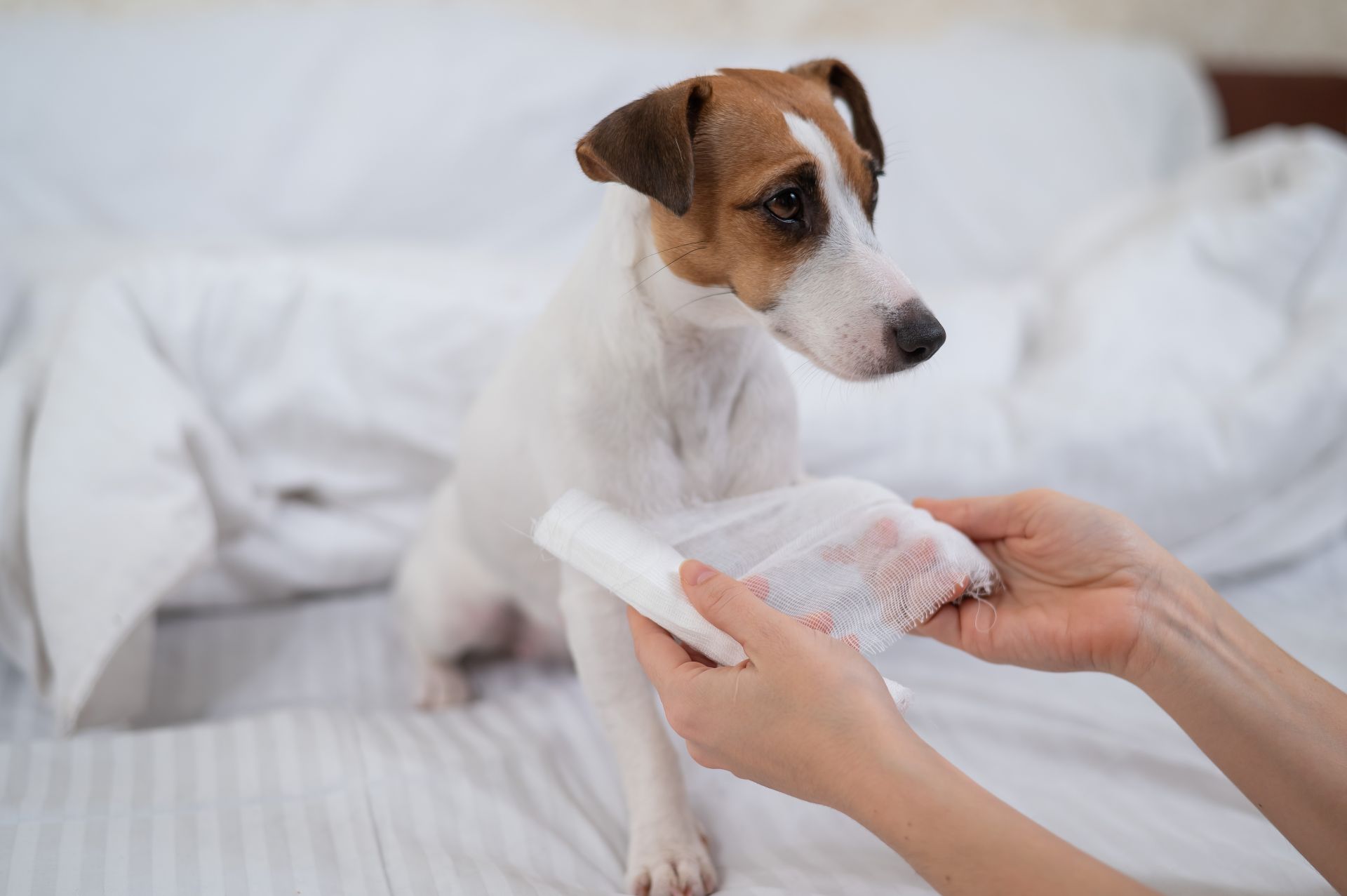 En hund sidder i en seng med sin ejer, der er ved at gøre en forbinding klar