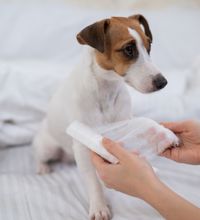 En hund sidder i en seng med sin ejer, der er ved at gøre en forbinding klar