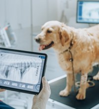 Golden Retriever står på er undersøgelsesbord på en dyreklinik, mens en kvindelig dyrlæge vurderer røntgenbillede af hundens mave