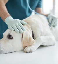 Hund der ligger på et bord og bliver undersøgt af en dyrelæge.