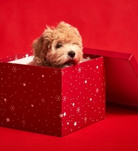 Rød baggrund og en rød pakke med åbent låg, hvori der sidder en lille hundehvalp.