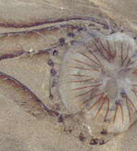 En brandmand der ligger i sandet.