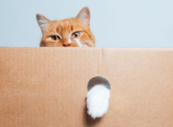 Aktiveringstip til din kat - Alle katte elsker papkasser