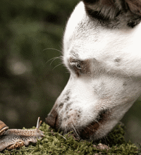 En hund der spiser af mos, ved siden af en snegl.