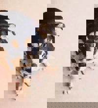 Hund der sidder på et gulv og kigger op.