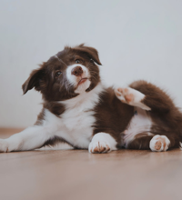 En hvalp er ligger ned og kløer sig.