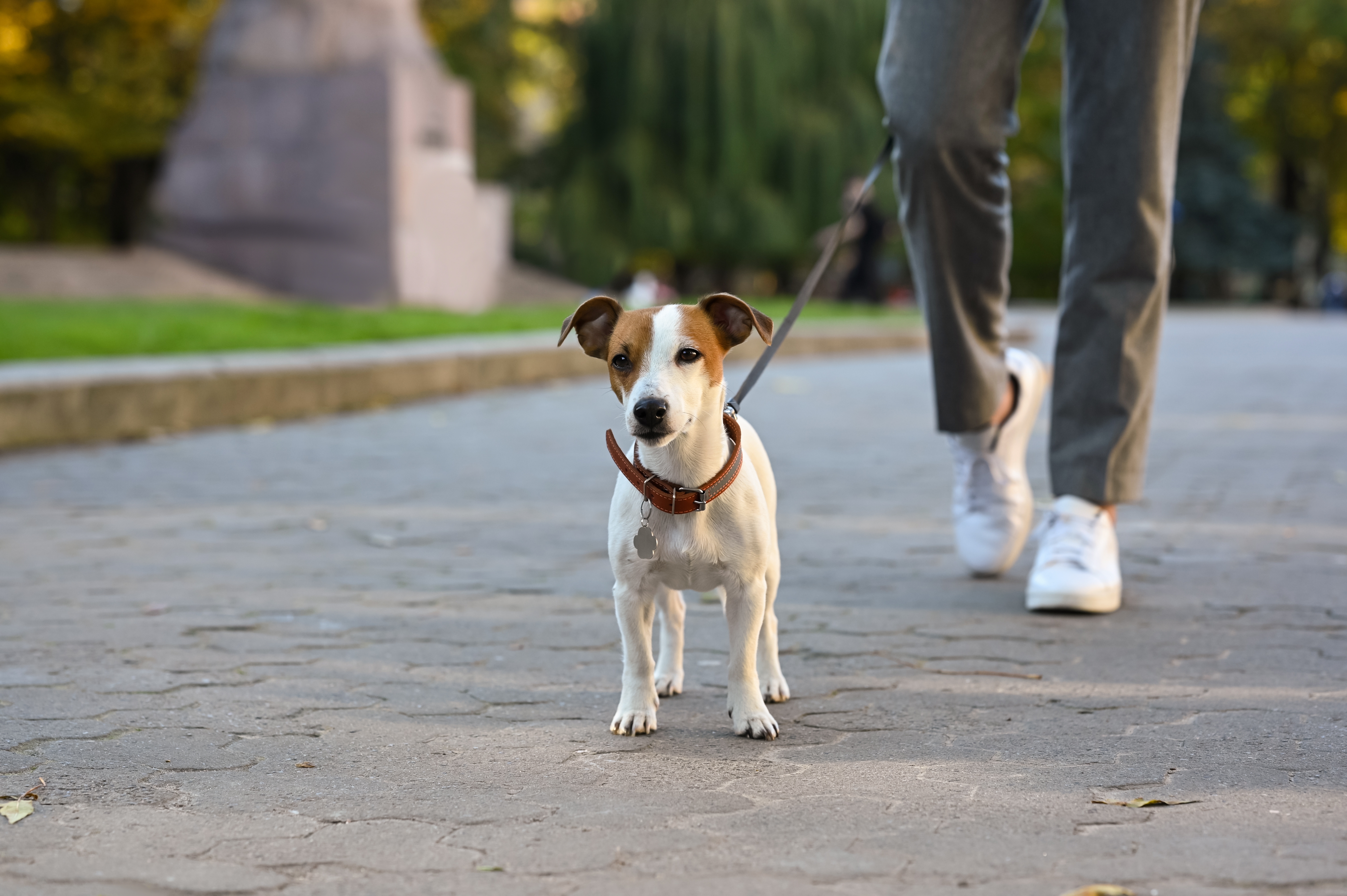 Hvor langt skal jeg gå med min hund? 