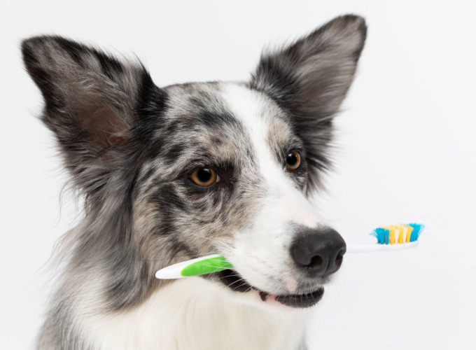 Tandpleje: Sådan forebygger du mundhulesygdomme hos din hund