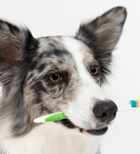 En hund der sidder med en tandbørste i munden.