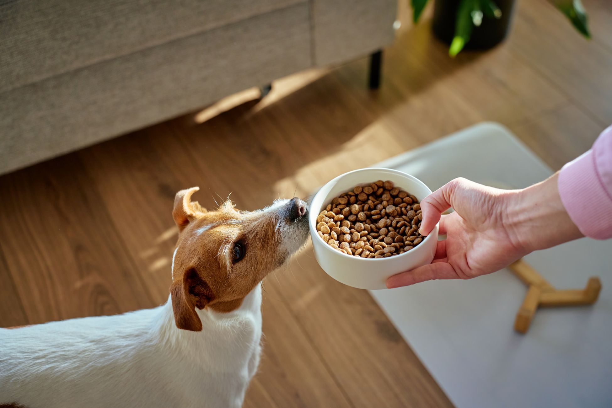 Beaglehund sidder på gulvet og venter på hundefoder. En kvindehånd holder madskålen, og hunden snuser let dertil.