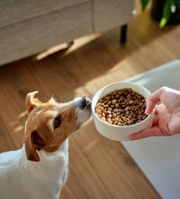 Beaglehund sidder på gulvet og venter på hundefoder. En kvindehånd holder madskålen, og hunden snuser let dertil.