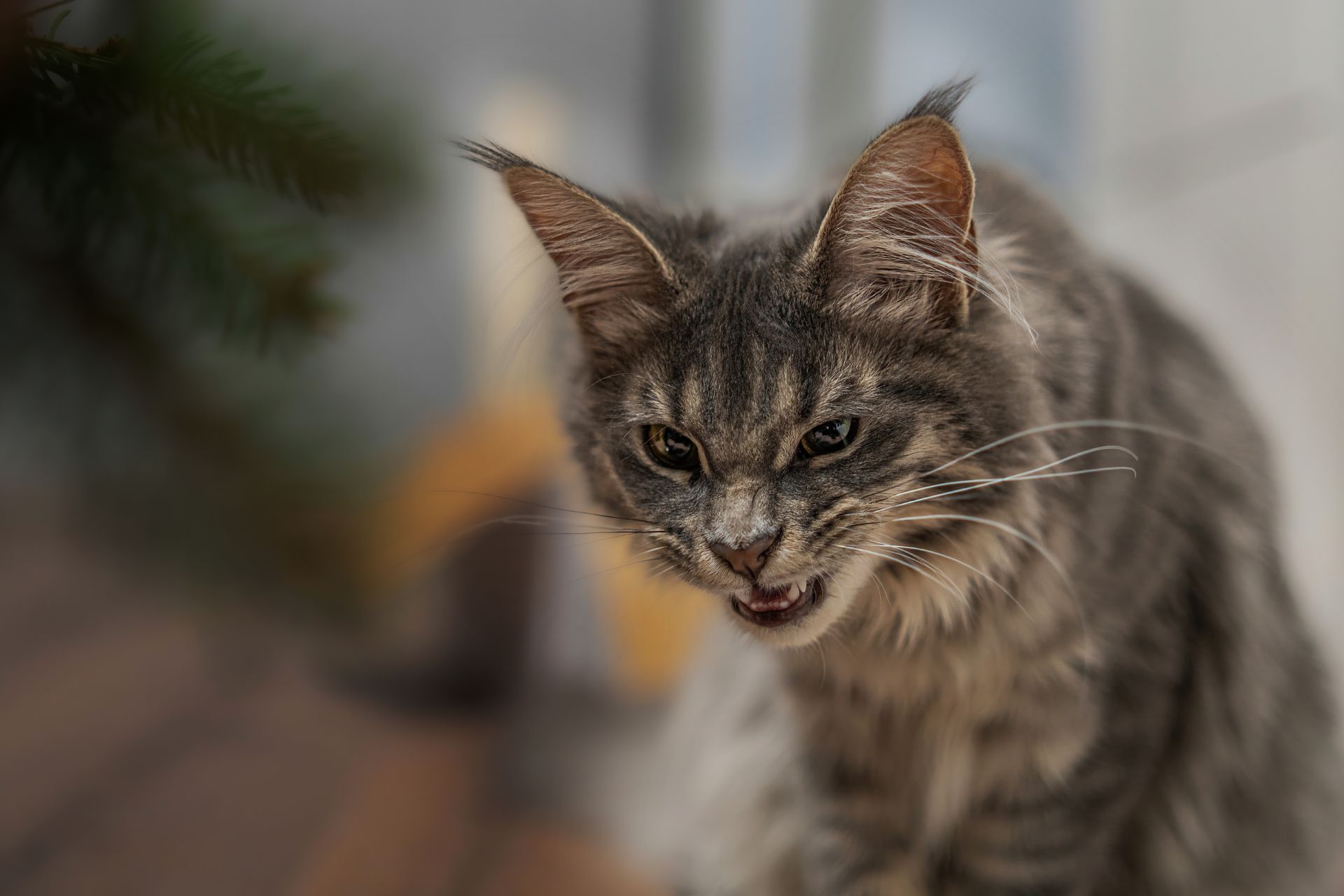 Derfor bliver nogle katte aggressive 