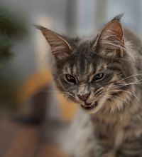 Aggression hos katte.jpg