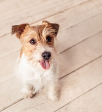 Lille hund der sidder på et trægulv.