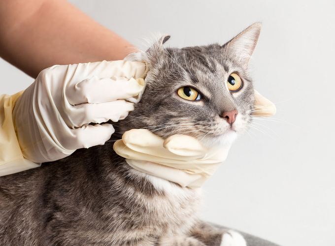 Sådan renser du din kats ører