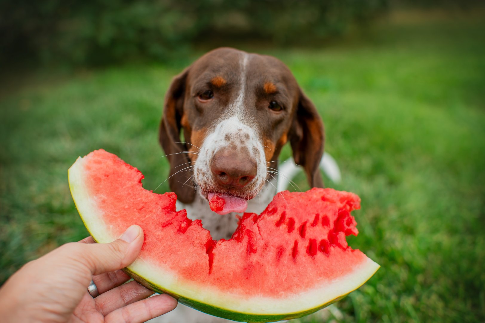 Sunde snacks til hunde: 6 fødevarer din hund vil elske