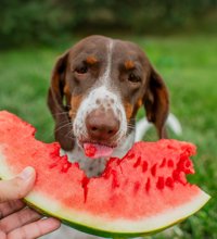 Sunde snacks til hunde.jpg