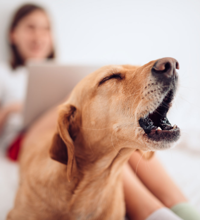 Hund der sidder i en seng og gør, mens en kvinde sidder bagved med en computer.