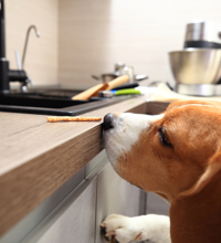 Hund der står med snuden oppe på et køkkenbord, hvor der ligger en godbid.