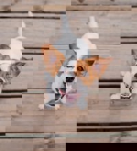 Lille hund der sidder på et trægulv.