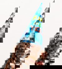 Brun hund med en nytårshat på.