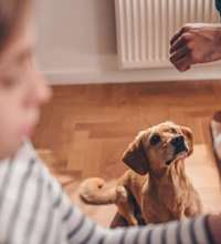 Hund der sidder på gulvet og får mad fra bordet.