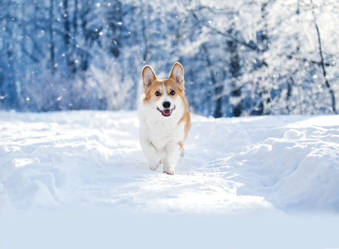 Pas godt på din hund om vinteren