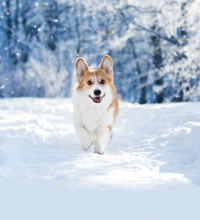 Hund løber udenfor, i sneklædt landskab.