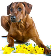 Brun hund der ligger med en buket påskeliljer foran sig.
