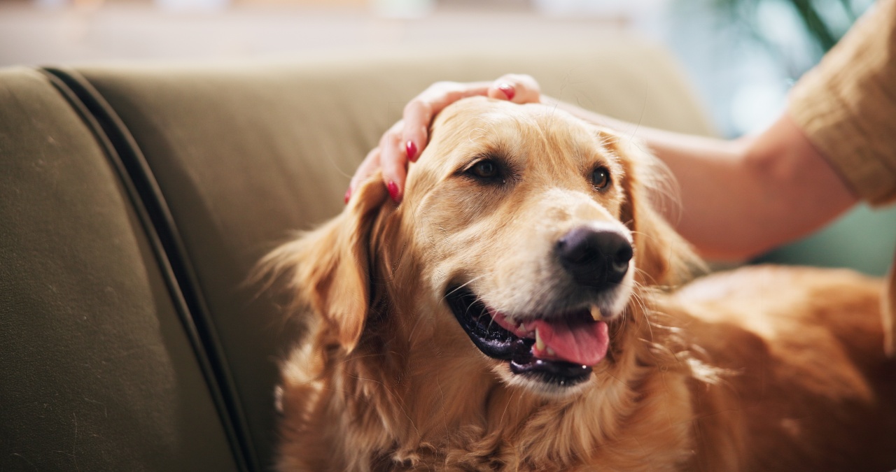 n glad golden retriever ligger på en sofa og bliver kærligt klappet af sin ejer – et billede på tryghed og det tætte bånd mellem hund og menneske.