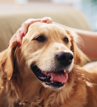 n glad golden retriever ligger på en sofa og bliver kærligt klappet af sin ejer – et billede på tryghed og det tætte bånd mellem hund og menneske.