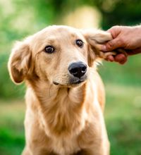 Tegn på at din hund er stresset 