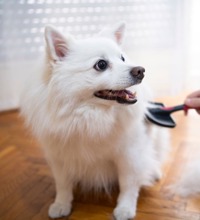 Hvid hund der bliver børstet.