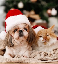 Hund og kat ligger på et tæppe foran et juletræ, med en nissehue på hver.