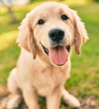 Hvalp der sidder på en græsplæne.