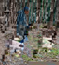 Hund og mand går sammen i en skov.