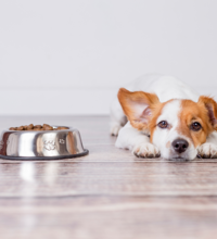 Hund der ligger trist, ved siden af en hundeskål.