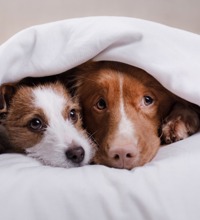 To hunde der ligger under en dyne, og stikker hovederne ud.