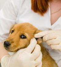 Gylden hvalp får undersøgt sine ører af en dyrlæge.