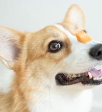 Hund der har et stykke gulerod ovenpå snuden.