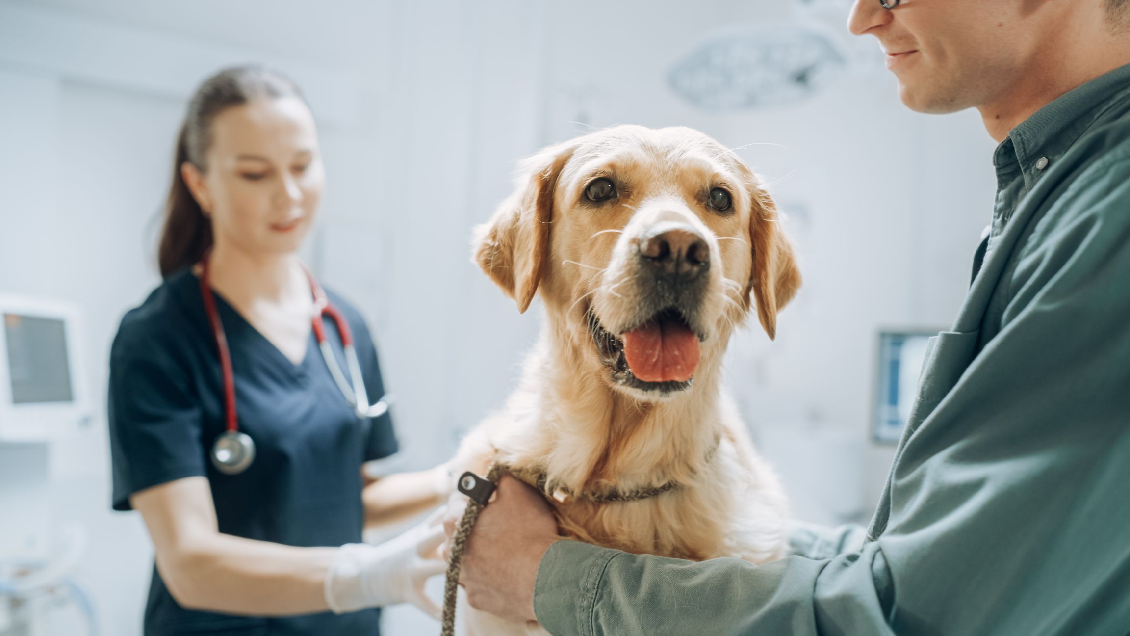 Sådan gør du dyrlægebesøget mere trygt for din hund